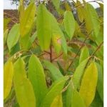 Apa caranya untuk menangani gejala daun kuning durian (penurunan kandungan kloroil) tetapi masih belum layu?