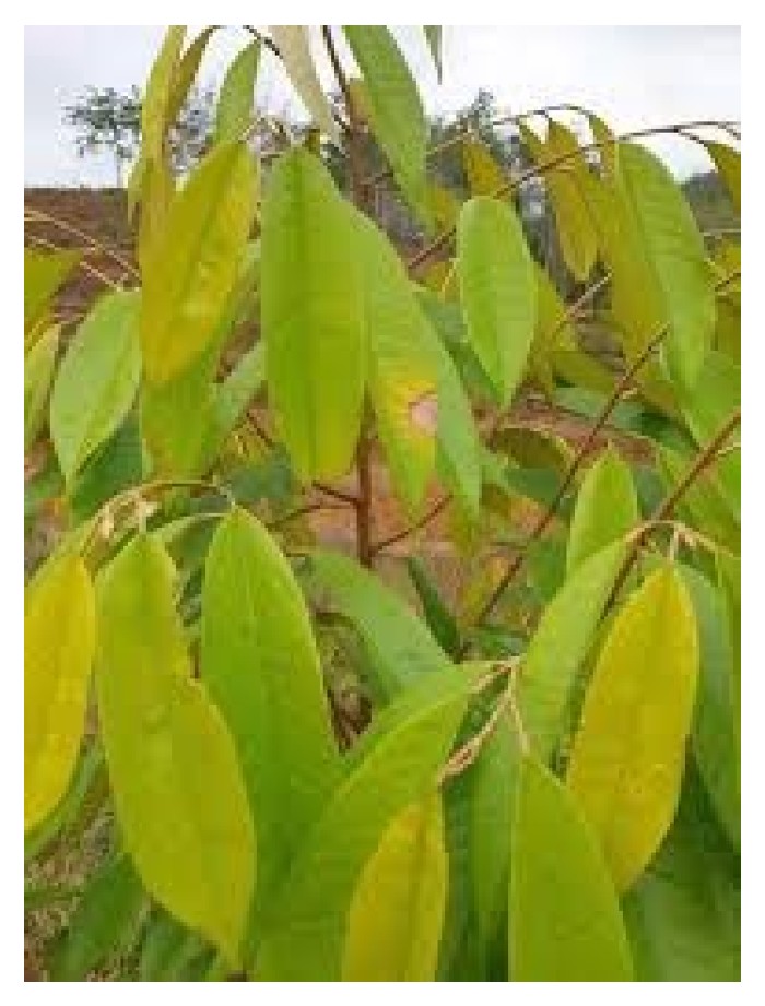 You are currently viewing Apa caranya untuk menangani gejala daun kuning durian (penurunan kandungan kloroil) tetapi masih belum layu?