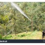 Kenapa semburan baja foliar boron dan zink perlu dijalankan ke atas pokok durian menjelang serta di peringkat pembungaannya?