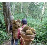 Pokok durian biasa (Durio zibethinus) di hutan boleh tumbuh setanding dengan pokok lain tanpa mengalah, ini menunjukkan sifat semula jadinya yang kuat. Namun apabila pokok ditanami di kebun, pelbagai masalah wujud termasuk penyakit. Adakah gejala ini berpunca daripada amalan pembajaan kimia dan aplikasi racun pertanian berkala?