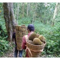 Pokok durian biasa (Durio zibethinus) di hutan boleh tumbuh setanding dengan pokok lain tanpa mengalah, ini menunjukkan sifat semula jadinya yang kuat. Namun apabila pokok ditanami di kebun, pelbagai masalah wujud termasuk penyakit. Adakah gejala ini berpunca daripada amalan pembajaan kimia dan aplikasi racun pertanian berkala?