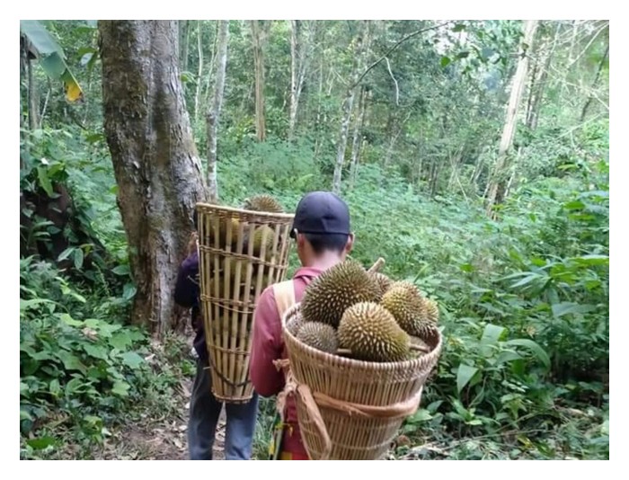 You are currently viewing Pokok durian biasa (Durio zibethinus) di hutan boleh tumbuh setanding dengan pokok lain tanpa mengalah, ini menunjukkan sifat semula jadinya yang kuat. Namun apabila pokok ditanami di kebun, pelbagai masalah wujud termasuk penyakit. Adakah gejala ini berpunca daripada amalan pembajaan kimia dan aplikasi racun pertanian berkala?