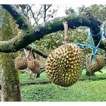 Sepanjang hari, peringkat masa apa yang paling berkesan dalam pancaran cahaya mataharinya untuk mengoptimumkan proses fotosintesis dan memanfaatkan produktiviti pokok durian?