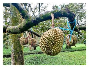 Sepanjang hari, peringkat masa apa yang paling berkesan dalam pancaran cahaya mataharinya untuk mengoptimumkan proses fotosintesis dan memanfaatkan produktiviti pokok durian?