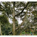Dari Hutan ke Pasar Global: Kisah Jalong dan Durian Emasnya : Sebuah Kisah Kejayaan
