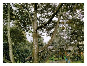 Dari Hutan ke Pasar Global: Kisah Jalong dan Durian Emasnya : Sebuah Kisah Kejayaan