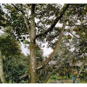 Dari Hutan ke Pasar Global: Kisah Jalong dan Durian Emasnya : Sebuah Kisah Kejayaan