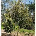 Kadang-kadang anak pokok durian tidak membesar dan kelihatan bantut, apabila sepohon anak pokok lain ditanami di tepinya, pertumbuhan pokok asal perlahan-lahan menjadi normal. Apakah sebabnya?