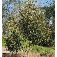 Kadang-kadang anak pokok durian tidak membesar dan kelihatan bantut, apabila sepohon anak pokok lain ditanami di tepinya, pertumbuhan pokok asal perlahan-lahan menjadi normal. Apakah sebabnya?