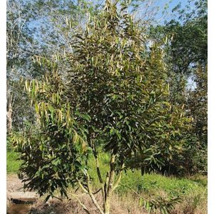 Kadang-kadang anak pokok durian tidak membesar dan kelihatan bantut, apabila sepohon anak pokok lain ditanami di tepinya, pertumbuhan pokok asal perlahan-lahan menjadi normal. Apakah sebabnya?