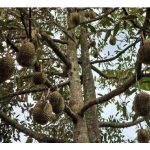 Kekalkan semua buah atas pokok durian untuk pasaran eksport dan tempatan demi pendapatan petani yang lebih tinggi?