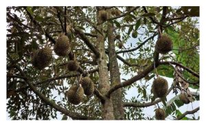 Kekalkan semua buah atas pokok durian untuk pasaran eksport dan tempatan demi pendapatan petani yang lebih tinggi?