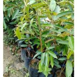 Mana lebih baik : Cantuman ke atas pokok penanti dari baka liar atau D24?