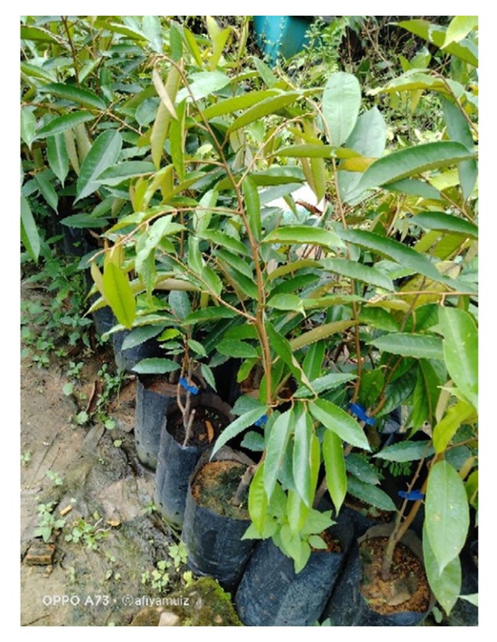 You are currently viewing Mana lebih baik : Cantuman ke atas pokok penanti dari baka liar atau D24?