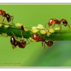 Serangga perosak kini bergabung dan menjadi perosak simbiotik (symbiotic pests) menerusi evolusi di kawasan tropika. Gabungan ini lebih sukar dimusnahkan kerana serangan terdiri daripada gabungan pelbagai perosak. Beri komen