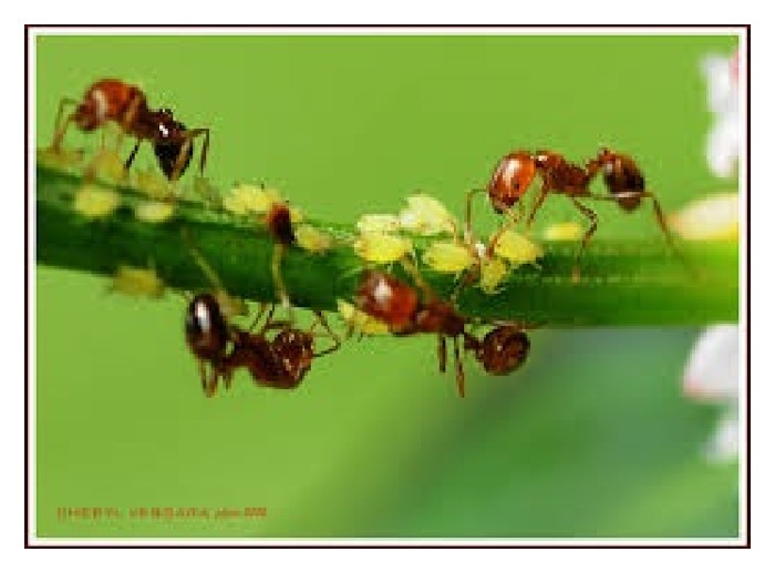 Read more about the article Serangga perosak kini bergabung dan menjadi perosak simbiotik (symbiotic pests) menerusi evolusi di kawasan tropika. Gabungan ini lebih sukar dimusnahkan kerana serangan terdiri daripada gabungan pelbagai perosak. Beri komen