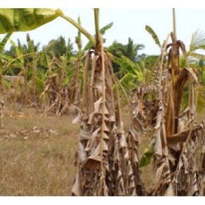 Krisis pisang : Dari penyakit Panama hingga berperang dengan perosak melalui strategi bio teknologi. Beri komen.