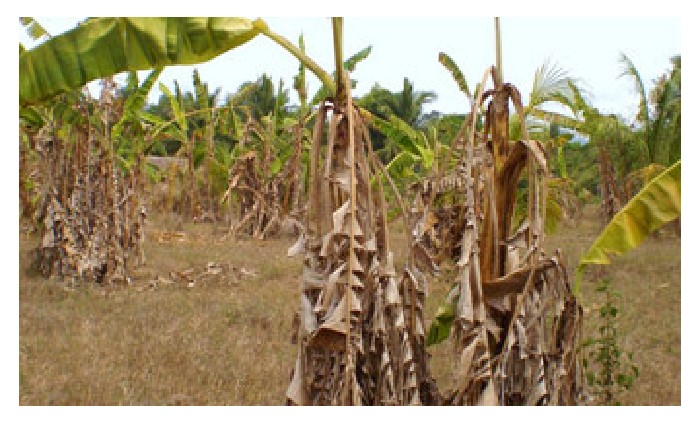 Read more about the article Krisis pisang : Dari penyakit Panama hingga berperang dengan perosak melalui strategi bio teknologi. Beri komen.