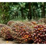 Berapa lama perlu diambil oleh MPOB dalam pembangunan bahan tanaman sawit terkini yang lebih kompak, katek dan berhasilan minyak tinggi melalui bioteknologi seperti transgenik dan kultur tisu?