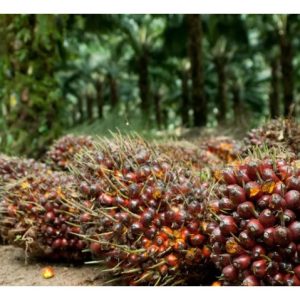 Berapa lama perlu diambil oleh MPOB dalam pembangunan bahan tanaman sawit terkini yang lebih kompak, katek dan berhasilan minyak tinggi melalui bioteknologi seperti transgenik dan kultur tisu?