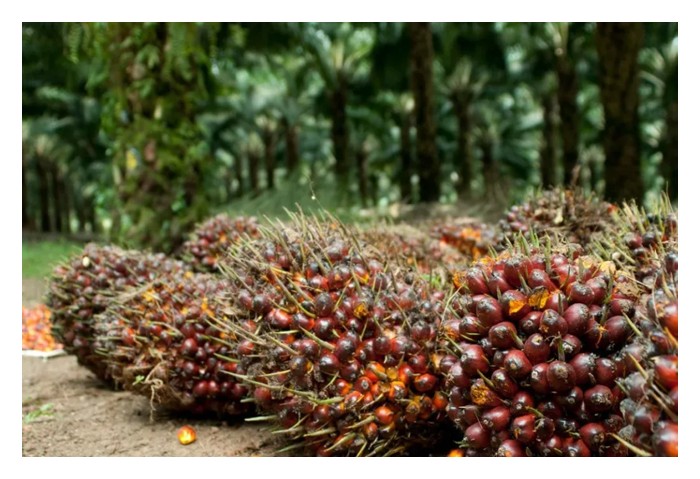Read more about the article Berapa lama perlu diambil oleh MPOB dalam pembangunan bahan tanaman sawit terkini yang lebih kompak, katek dan berhasilan minyak tinggi melalui bioteknologi seperti transgenik dan kultur tisu?