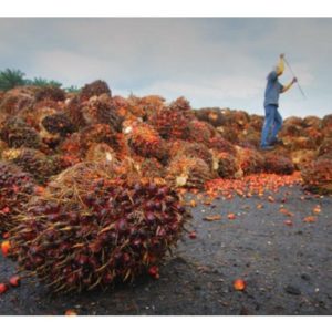 Mampukah Minyak Sawit Malaysia Menerajui Ukuran Dunia Sebagai Minyak Mampan Utama di Peringkat Global?