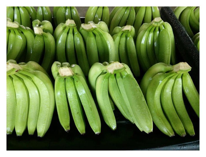 You are currently viewing Petani digalakkan menanam pisang Cavendish atau nanas MD2 untuk pasaran eksport demi meraih harga eksport yang lebih berbaloi?