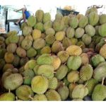 Durian ditanami di banyak negara Asia Tenggara. Susulan keluasan yang berkembang pesat, dijangka bekalannya akan semakin banyak dan tentu akan menurunkan harganya. Keuntungan petani akan terjejas?