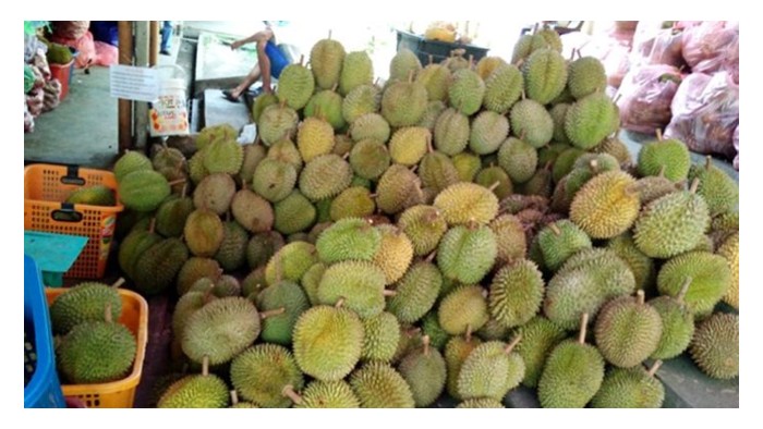 You are currently viewing Durian ditanami di banyak negara Asia Tenggara. Susulan keluasan yang berkembang pesat, dijangka bekalannya akan semakin banyak dan tentu akan menurunkan harganya. Keuntungan petani akan terjejas?