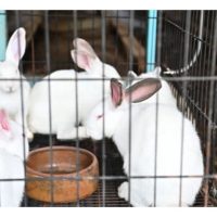 Arnab berpotensi komersial untuk pasaran halal di Timur Tengah dan Singapura sebagai sumber protein?