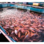 Mengikut statistik Organisasi FAO, apakah 3 jenis ternakan akuakultur yang paling banyak dimakan oleh penduduk sedunia?