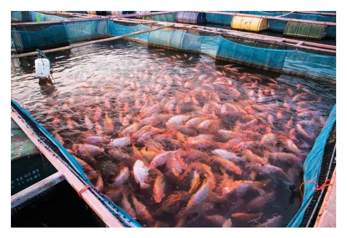 You are currently viewing Mengikut statistik Organisasi FAO, apakah 3 jenis ternakan akuakultur yang paling banyak dimakan oleh penduduk sedunia?