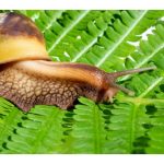 Adakah Malaysia berpotensi membangunkan industri ternakan siput Afrika (Achatina fulica) untuk pembuatan bahan mentah kosmetik dan rumusan makanan Perancis ?
