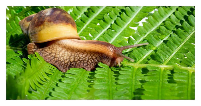 You are currently viewing Adakah Malaysia berpotensi membangunkan industri ternakan siput Afrika (Achatina fulica) untuk pembuatan bahan mentah kosmetik dan rumusan makanan Perancis ?