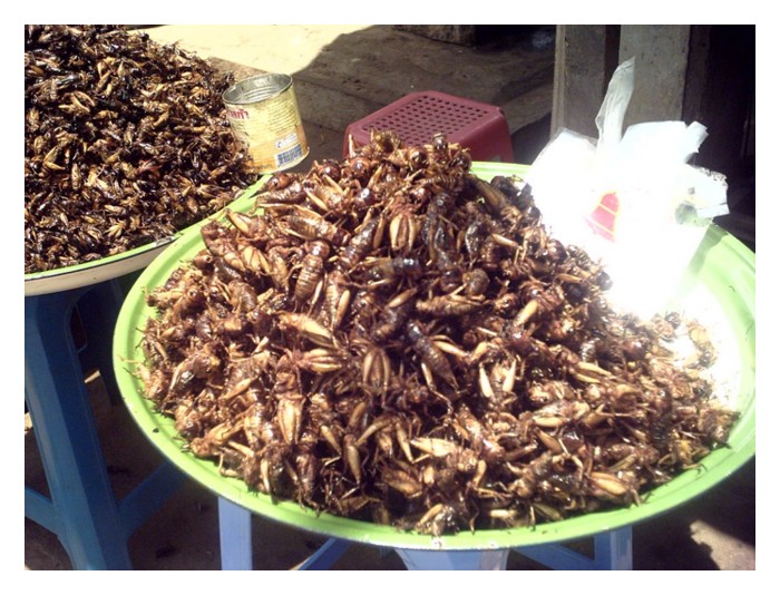 You are currently viewing Adakah ternakan cengkerik atau belalang berpotensi menjadi pengganti protein yang secara tradisi dibekal oleh ternakan konvensional di Malaysia?