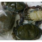 Adakah ketam kulit lembut sesuai diternak dalam sistem kitaran air tertutup (RAS System)? Jenis ketam ini ada potensi di pasaran Malaysia dan luar negara? Syorkan satu model ternakan ini untuk bacaan umum serta nyatakan kos dan pulangan