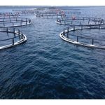 Akuakultur Lautan (Offshore Aquaculture) jika dibandingkan dengan akuakultur pesisir pantai, kononnya memiliki beberapa kelebihan, apakah itu?