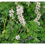 Kekacang lupin (Lupinus spp.) kaya protein dan sesuai ditanam sebagai sumber makanan ternakan. Beri ulasan potensi komersialnya di Malaysia