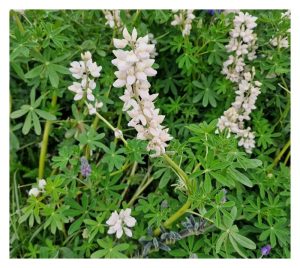 Kekacang lupin (Lupinus spp.) kaya protein dan sesuai ditanam sebagai sumber makanan ternakan. Beri ulasan potensi komersialnya di Malaysia