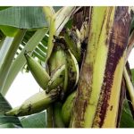 Batang pokok pisang lembut justeru lebih rentan terhadap serangan bakteria ?