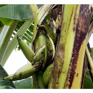 Batang pokok pisang lembut justeru lebih rentan terhadap serangan bakteria ?