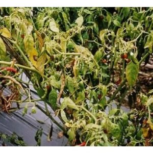 Kenapa pembajaan nitrogen berlebihan cenderung meningkatkan serangan perosak dan penyakit terhadap tanaman?