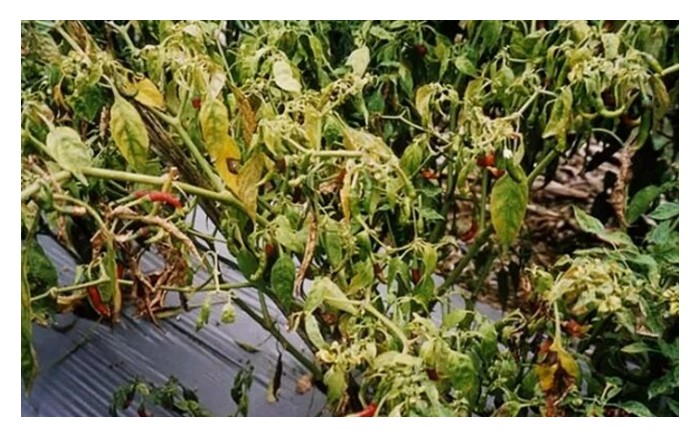 Read more about the article Kenapa pembajaan nitrogen berlebihan cenderung meningkatkan serangan perosak dan penyakit terhadap tanaman?