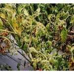 Kenapa pokok cili tiba-tiba layu dan mati?