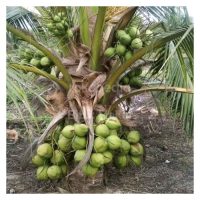 Kenapa kelapa F1 lebih berhasil daripada F2?