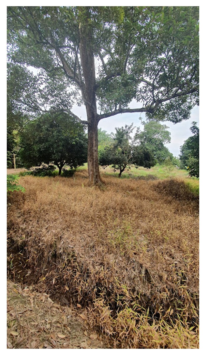 Read more about the article Racun sentuhan dan racun sistemik : Mana satu lebih mesra alam?