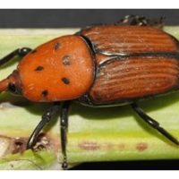 Apakah jenis racun yang paling berkesan terhadap serangan kumbang jalur merah pada pokok kelapa?