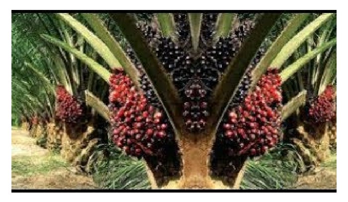 Read more about the article Sawit mana satu berhasil lebih tinggi, sawit DxP atau sawit Semi-Clonal (pengklonan induk betina atau dura)?