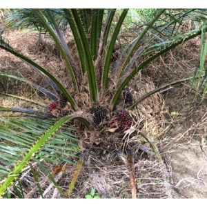 Penyakit reput tunas (bud rot) di Columbia adalah disebabkan oleh serangan patogen Phytophthora palmivora, iaitu penyakit sama yang menyerang durian dan koko? Bagaimana proses kejadiannya?