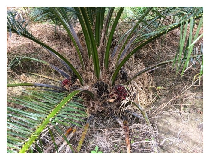 You are currently viewing Penyakit reput tunas (bud rot) di Columbia adalah disebabkan oleh serangan patogen Phytophthora palmivora, iaitu penyakit sama yang menyerang durian dan koko? Bagaimana proses kejadiannya?